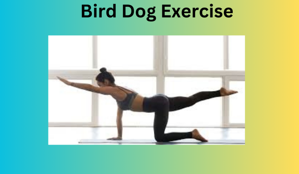 Bird  Dog Exercise